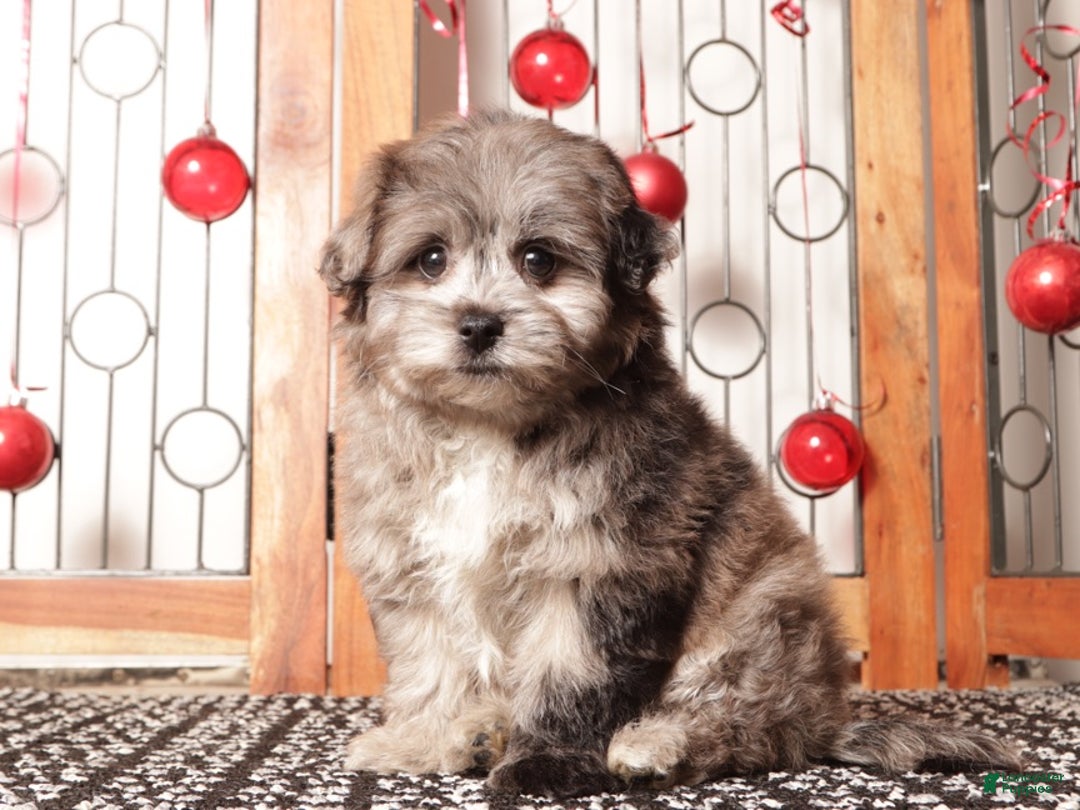 Pomapoo dogs for sale: Violet - Ad 1