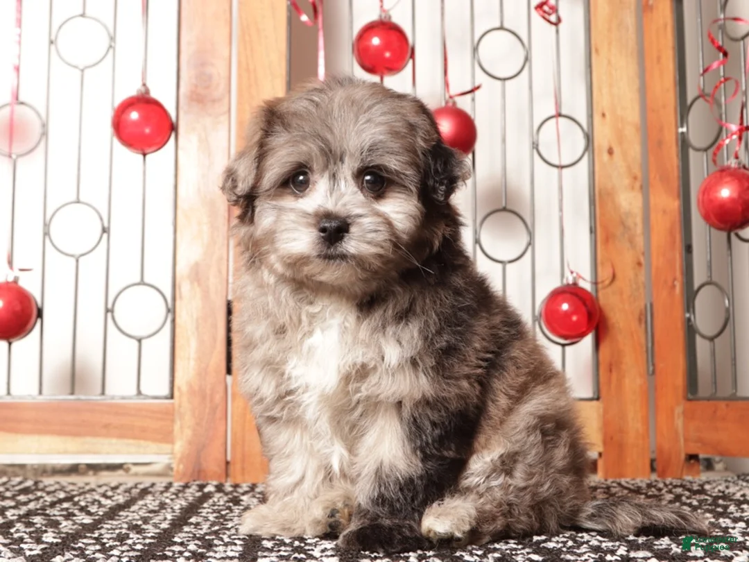Pomapoo dogs for sale: Violet - Ad 1