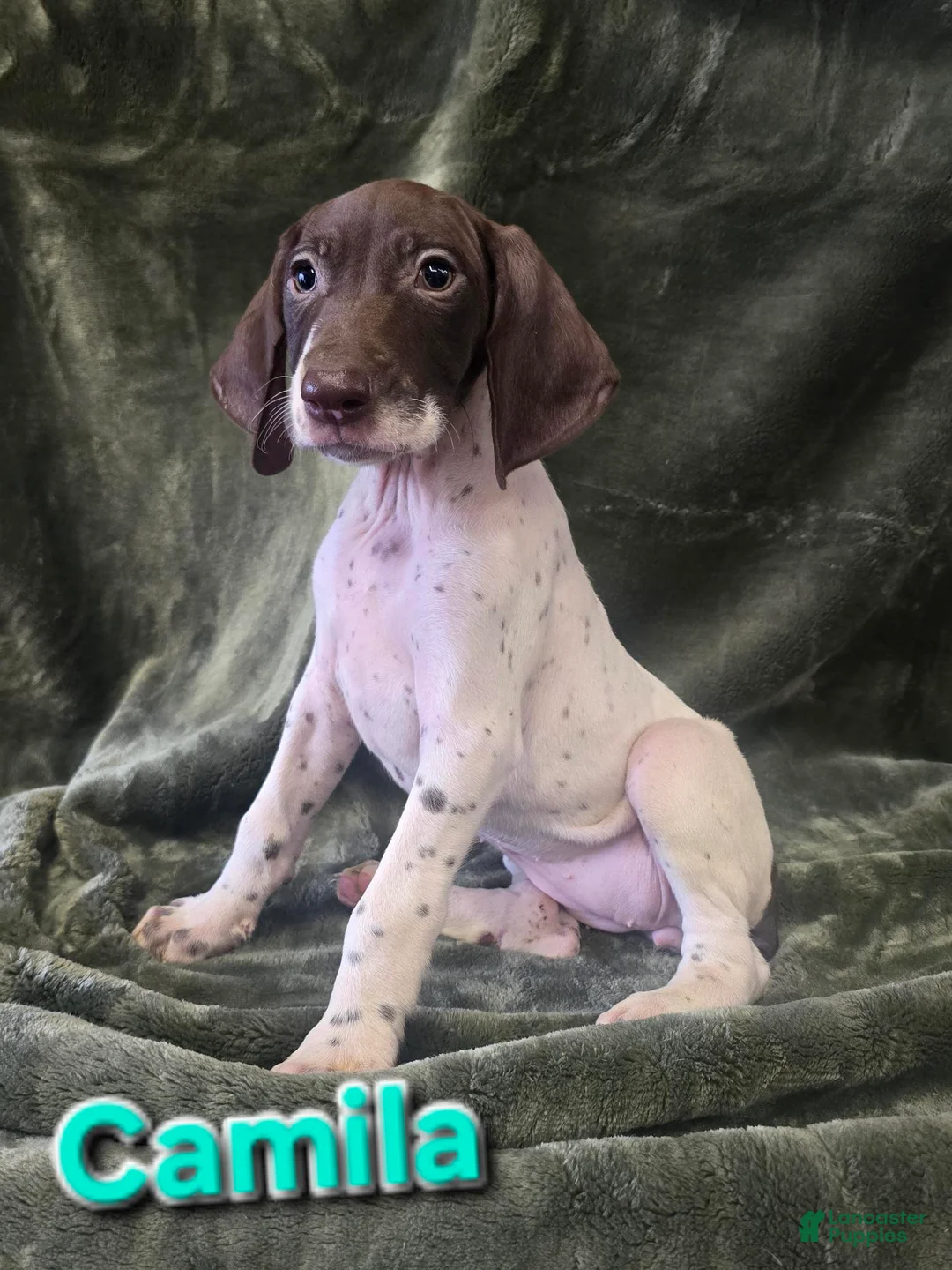 German Shorthaired Pointer dogs for sale: CAMILA - Ad 1
