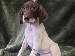 German Shorthaired Pointer dogs CAMILA - Ad 22