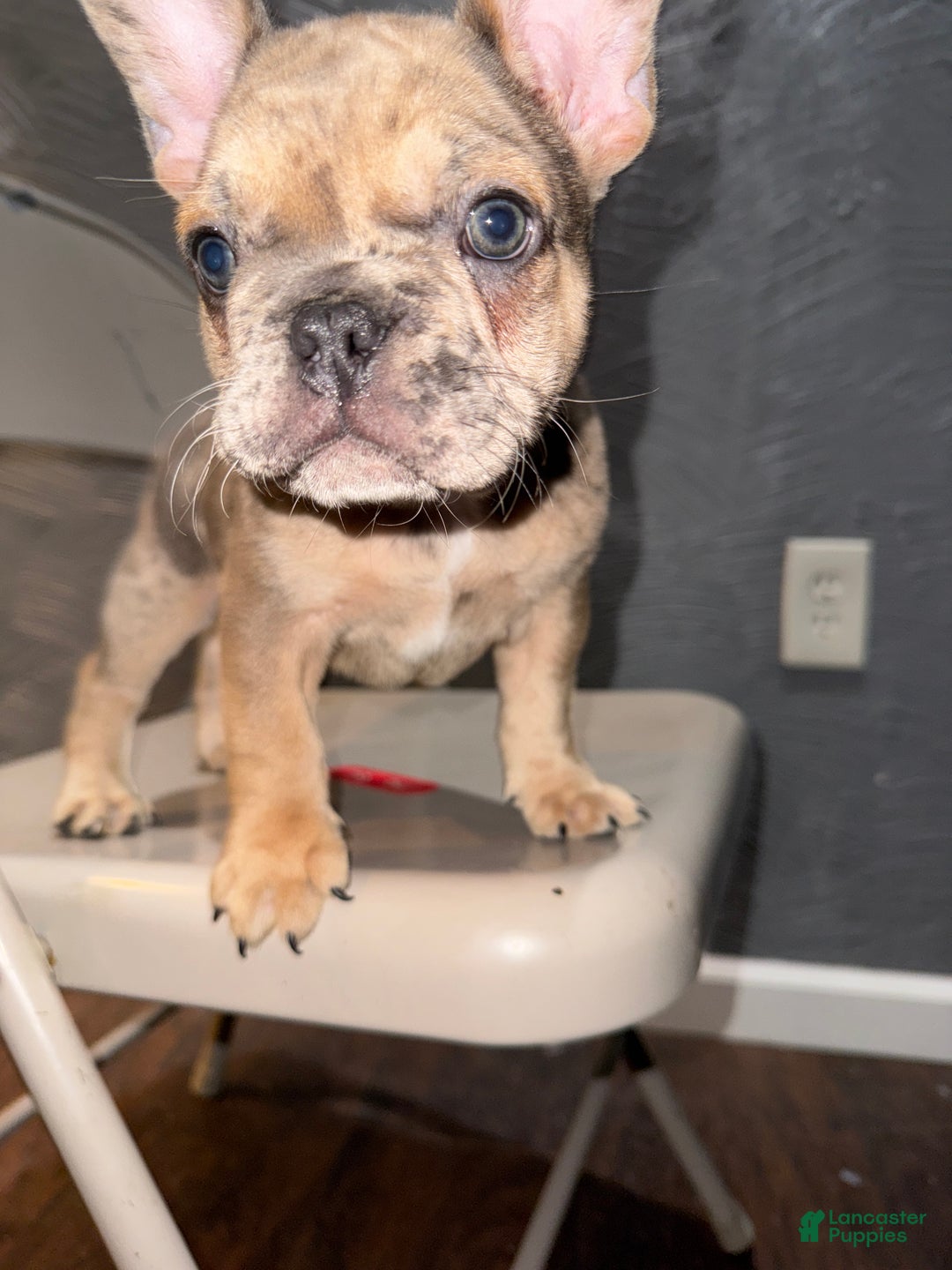 French Bulldog dogs for sale: French Bulldog Puppy 1 - Ad 3