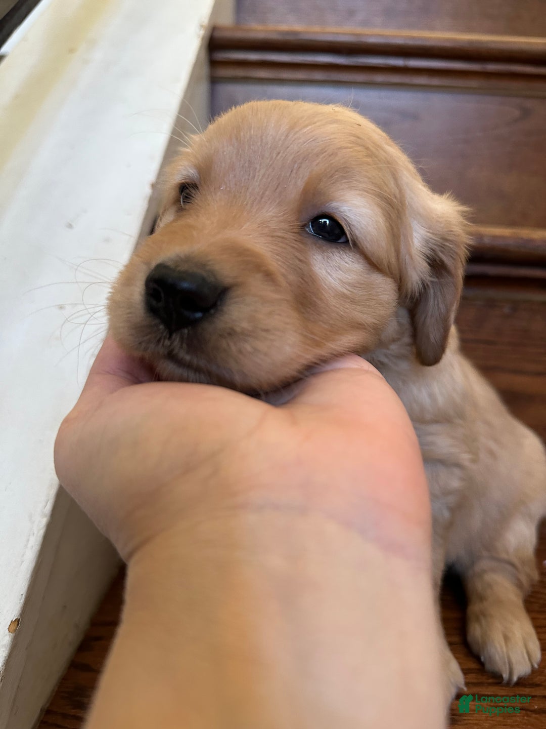 Golden Retriever dogs for sale: Star - Ad 2