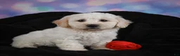 Bichon Frise dogs for sale: Jeff - Ad 4