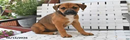 Mixed Breed dogs for sale: Charlotte - Ad 5