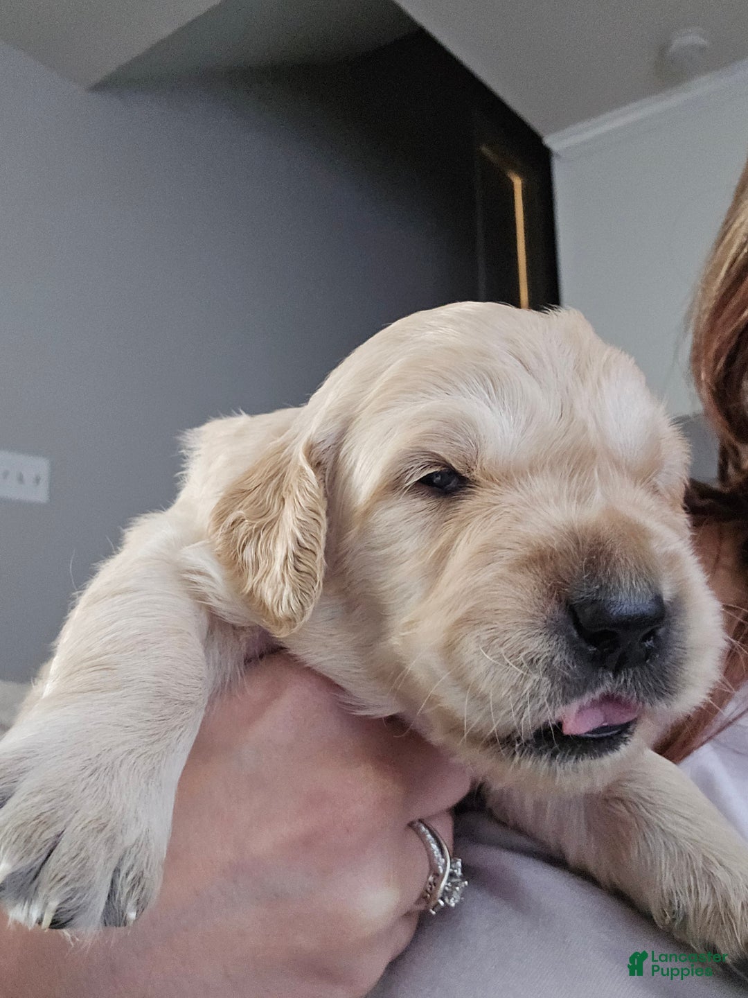 Golden Retriever dogs for sale: Golden Retriever Puppy 1 - Ad 11