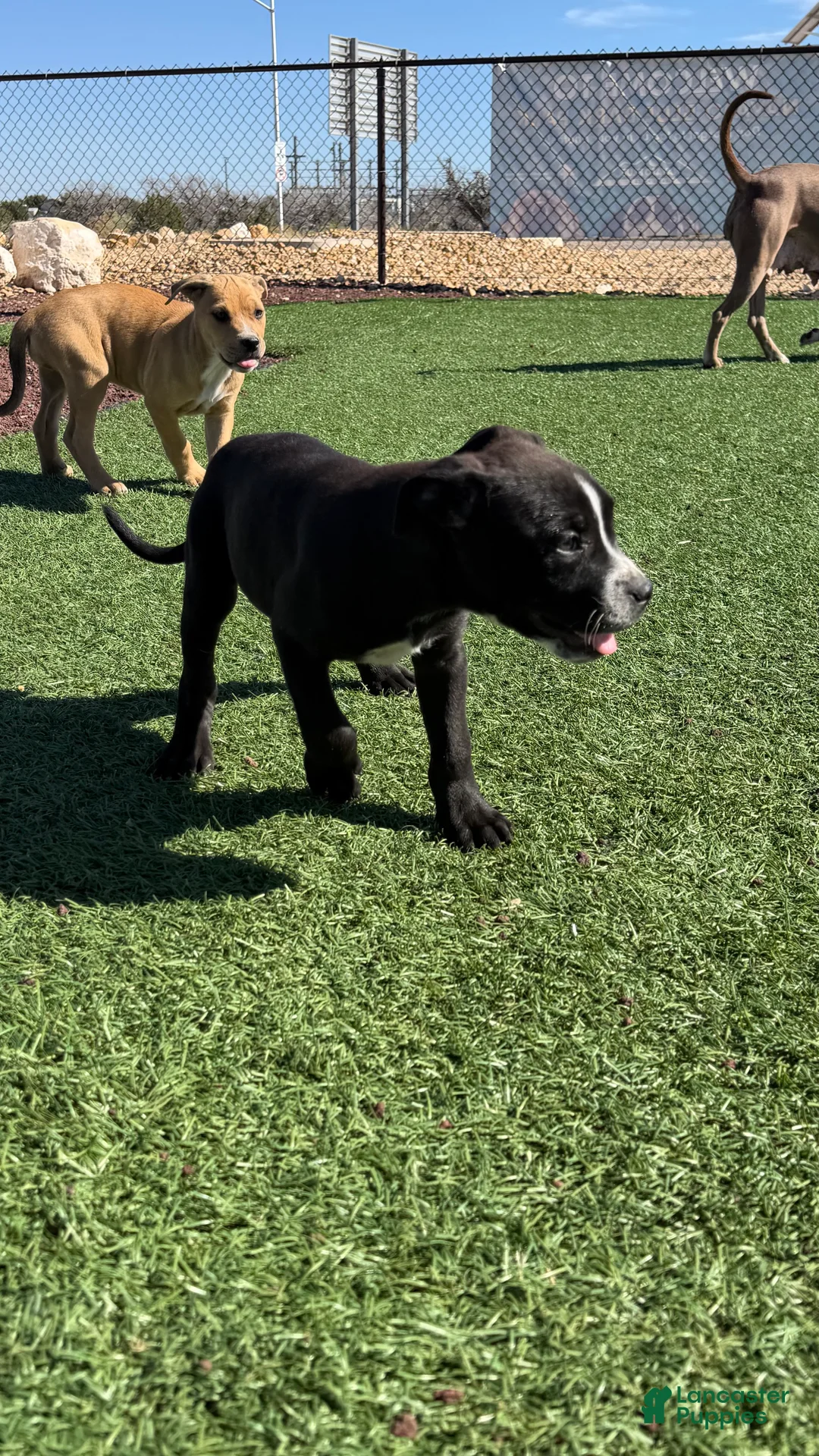 Mixed Breed dogs for sale: Mixed Breed Puppy 3 - Ad 1