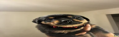 Rottweiler 2