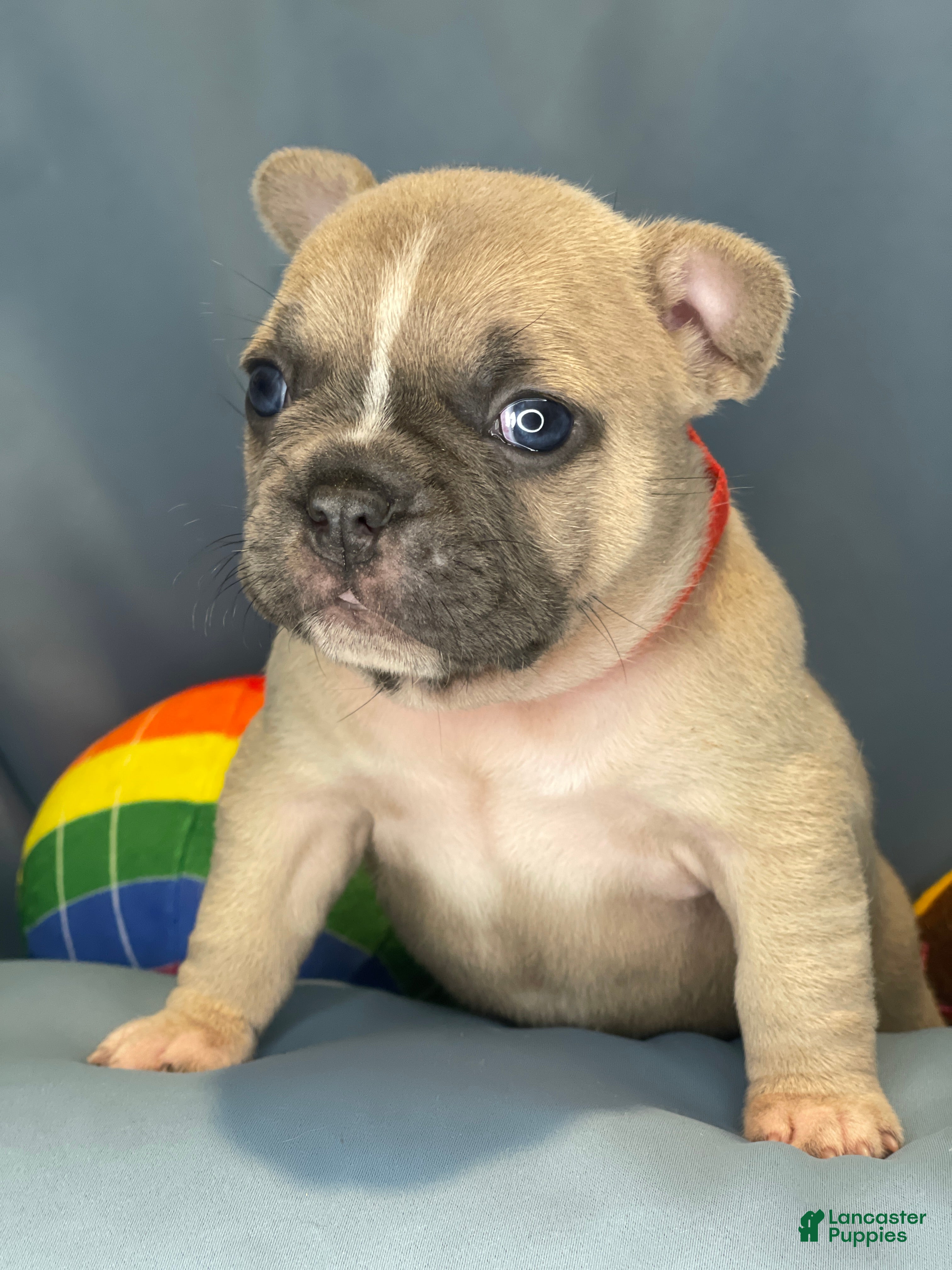 Frenchton dogs Lavender  - Ad 2