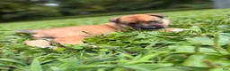 Mixed Breed dogs for sale: Spangle  - Ad 11