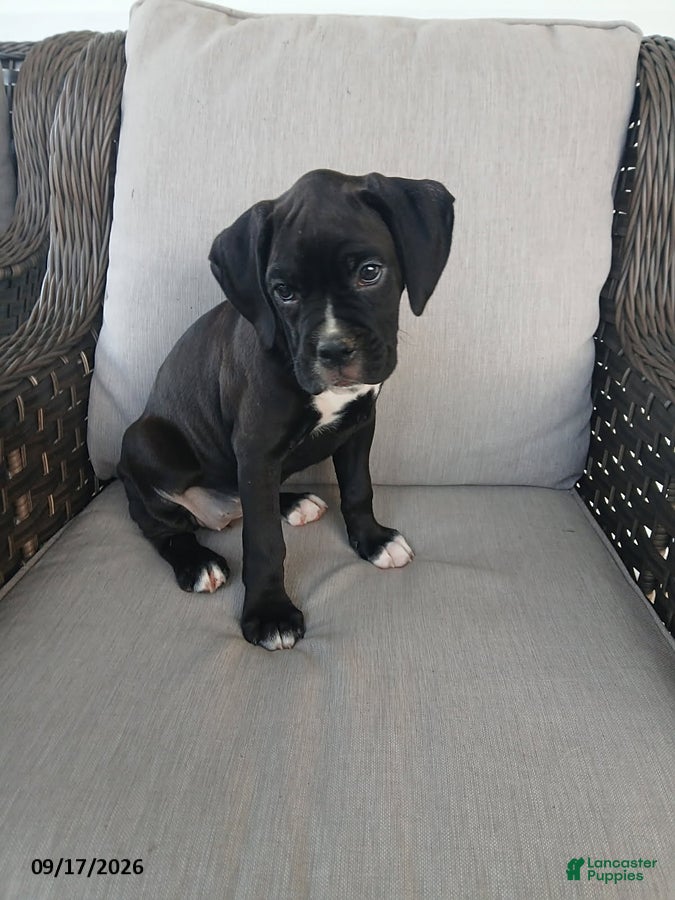Boxer dogs Monica - Ad 1