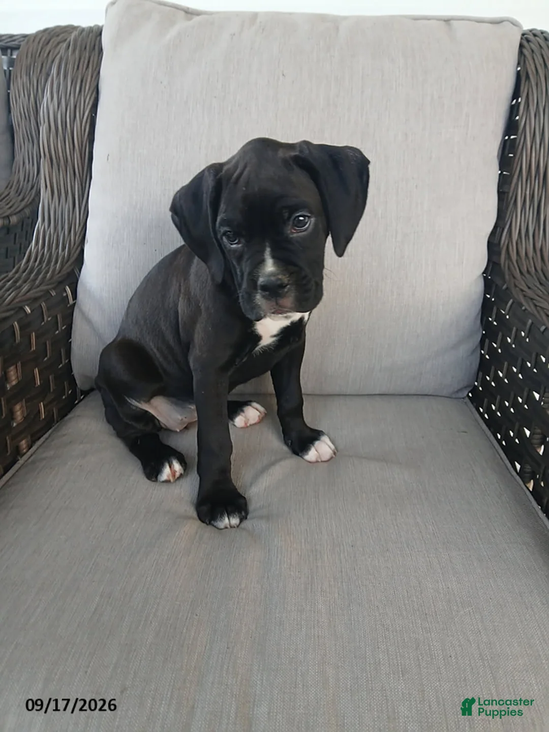 Boxer dogs for sale: Monica - Ad 1