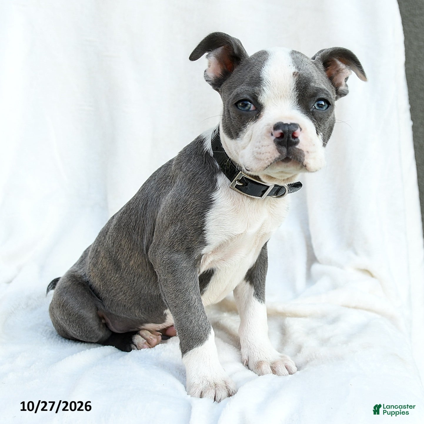 Boston Terrier dogs for sale: Naveen - Ad 1