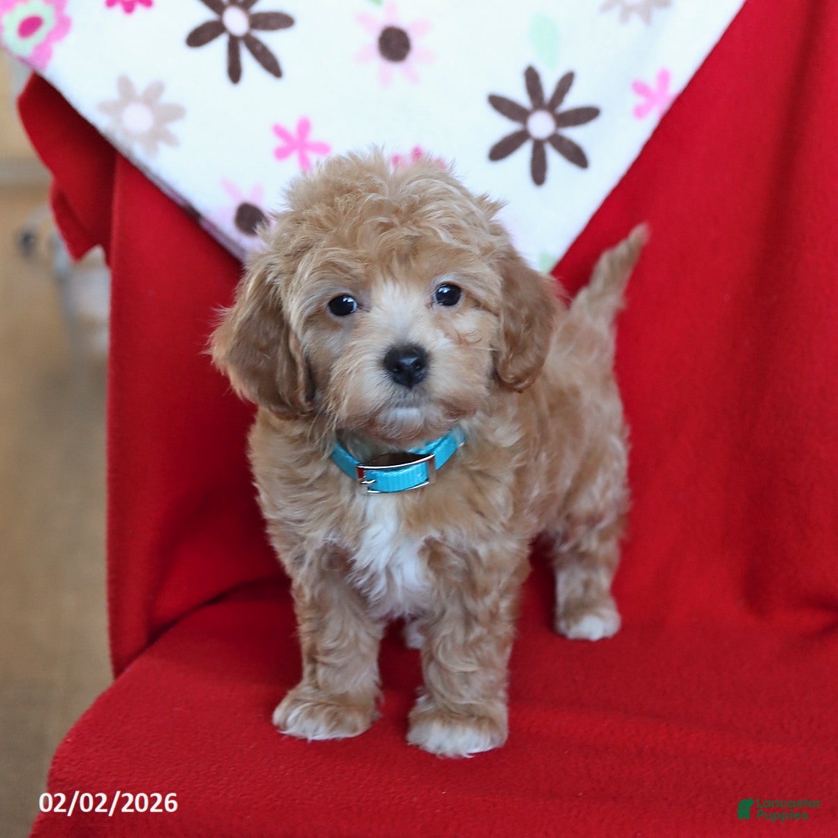 Maltipoo dogs Sparky - Ad 1
