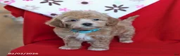 Maltipoo dogs for sale: Sparky - Ad 1