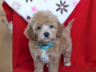 Maltipoo dogs Sparky - Ad 1
