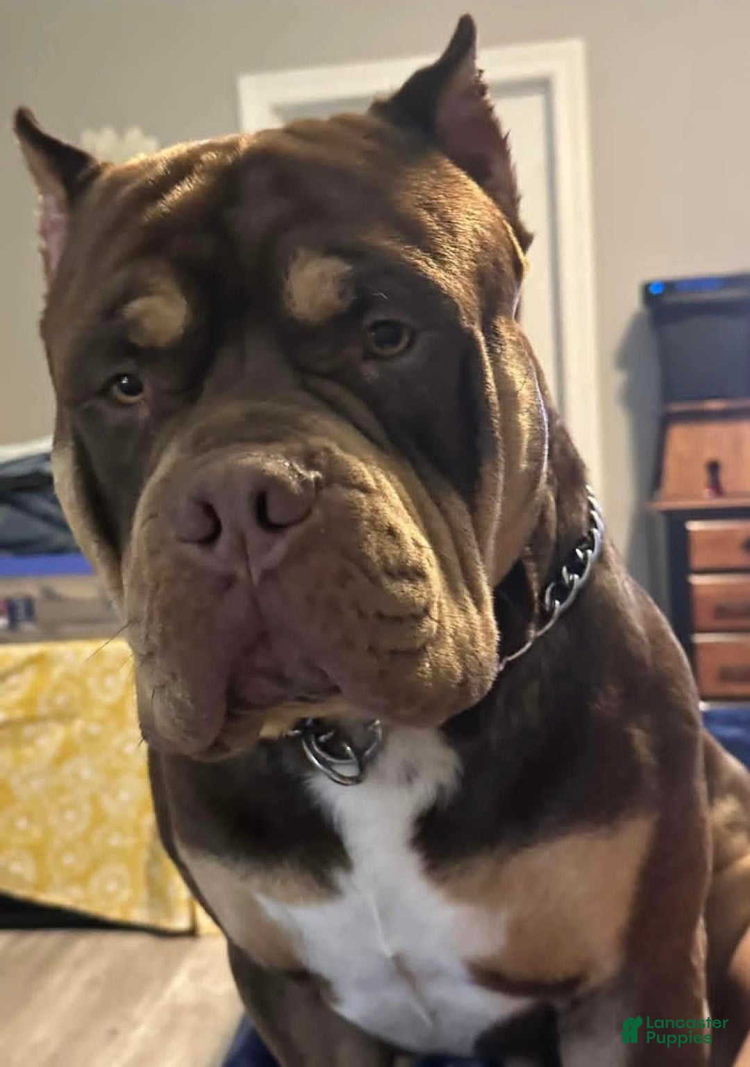 American Bully dogs for sale: American Bully Puppy 1 - Ad 3