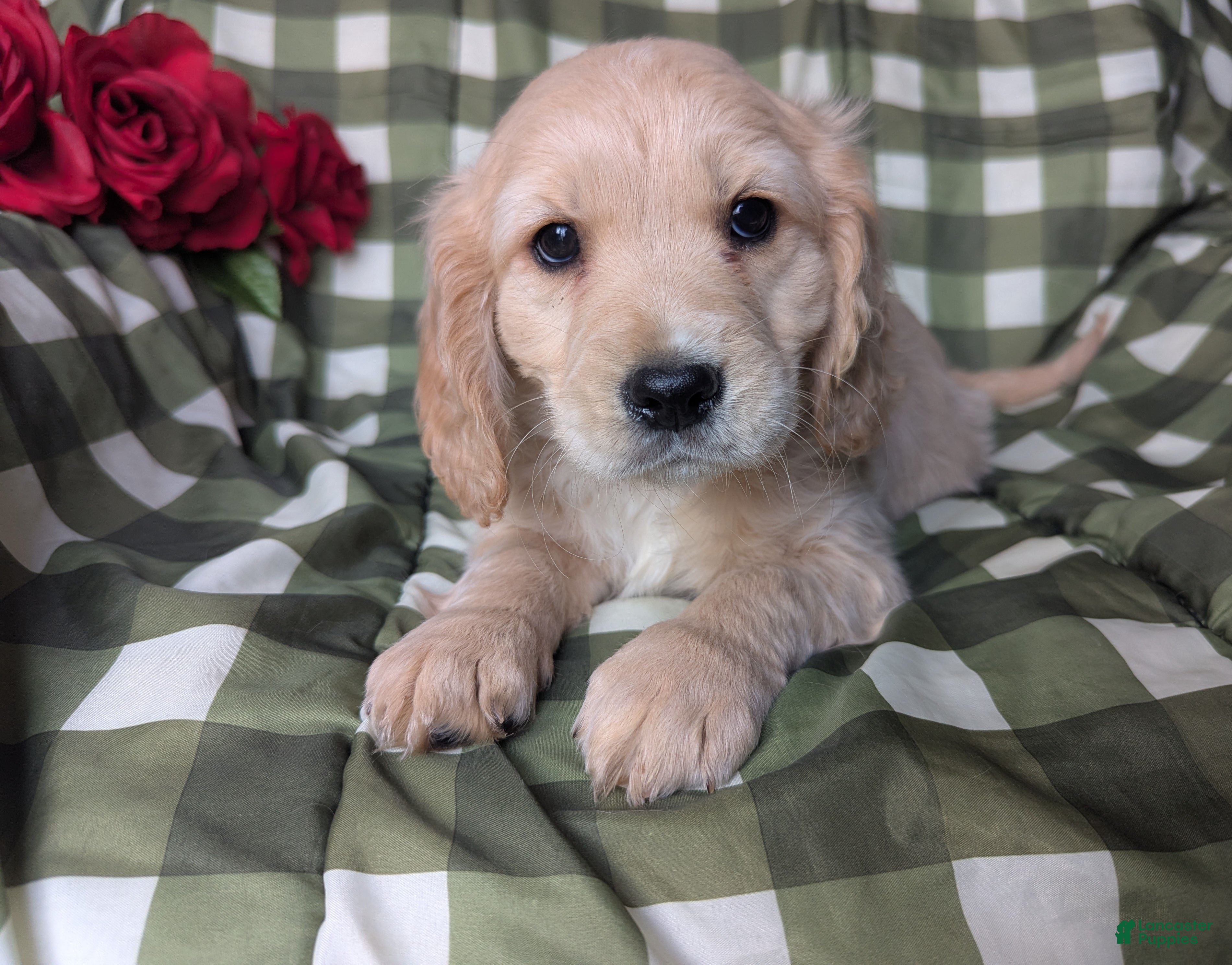 Mixed Breed dogs Jett - Ad 2