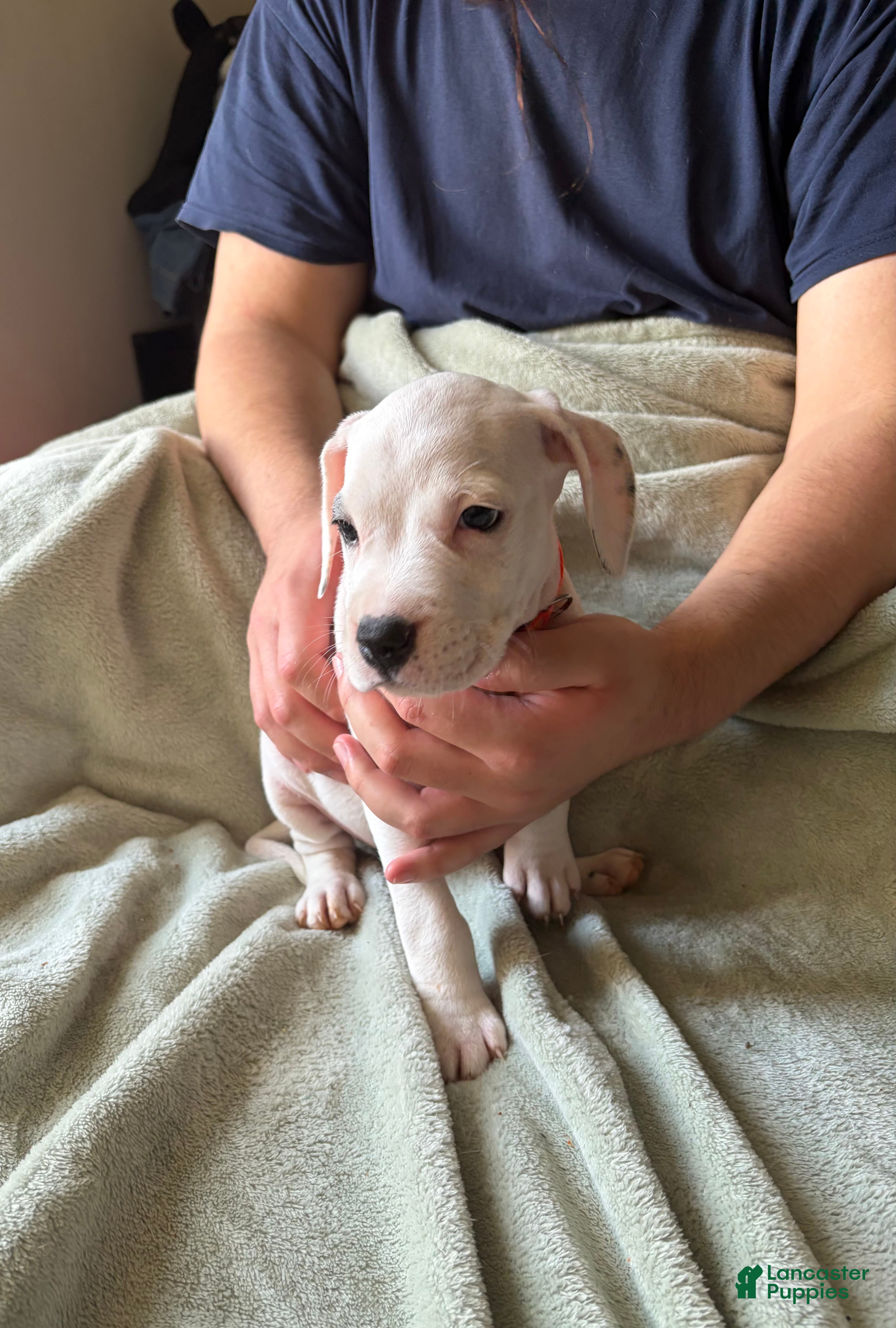 American Pit Bull Terrier dogs Orange  - Ad 10