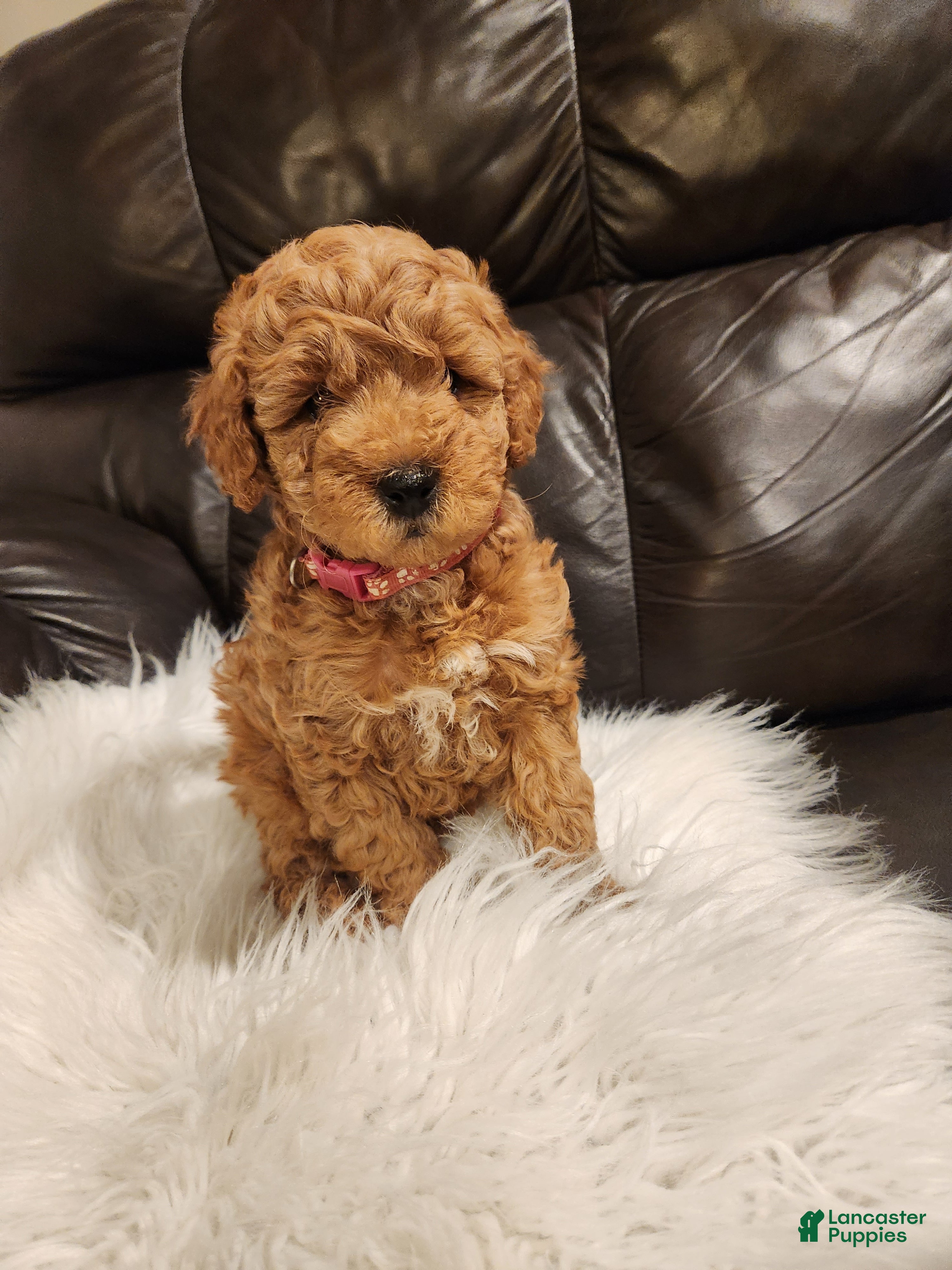 Mini Bernedoodle dogs COOKIE - MINI BERNEDOODLE LOVELY PUPPY (RICHLAND, PA) - F1BB - Ad 2