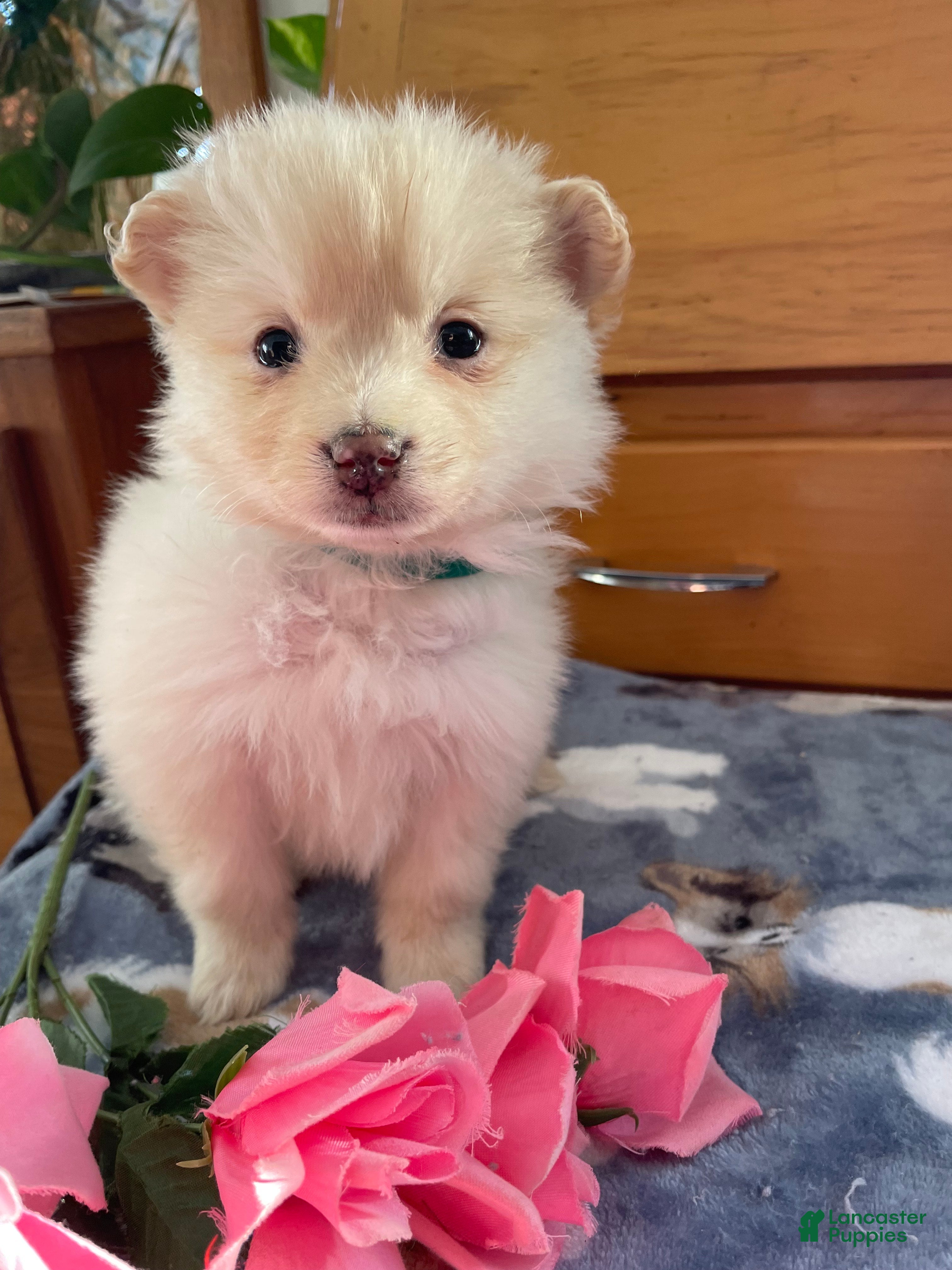 Pomeranian dogs Perry - Ad 40