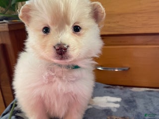 Pomeranian dogs Perry - Ad 40