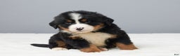Bernese Mountain Dog dogs for sale: Frisky - Ad 4