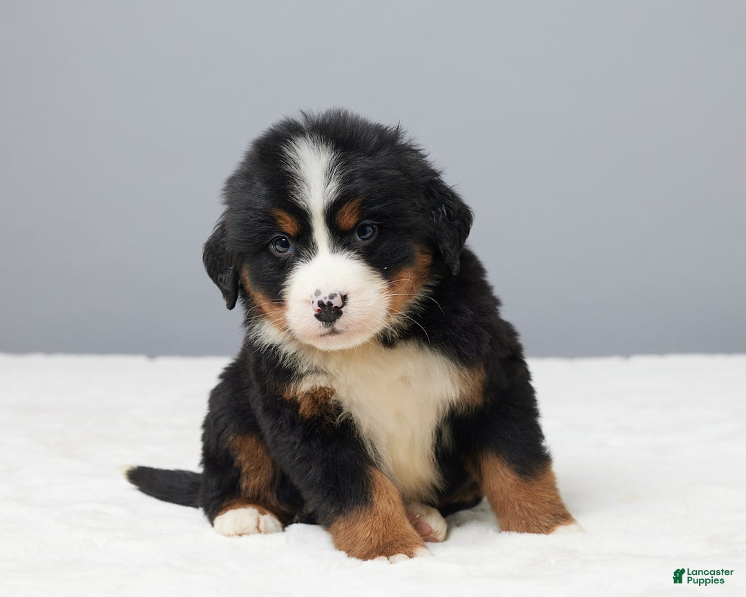 Bernese Mountain Dog dogs for sale: Frisky - Ad 4