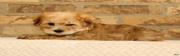 Yochon dogs for sale: Thomas - Ad 4
