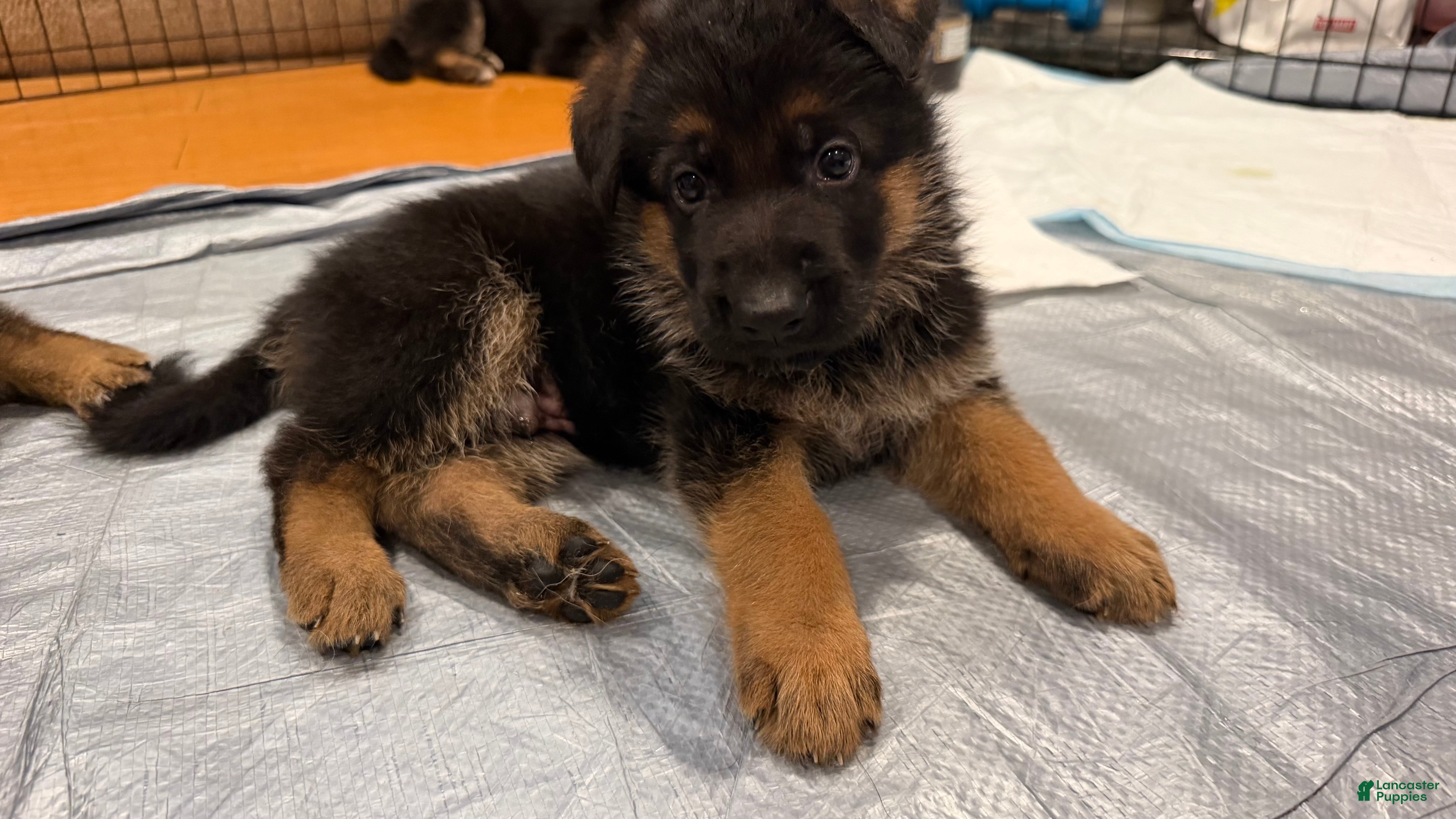 German Shepherd dogs for sale: H·pink - Ad 18
