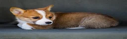 Welsh Corgi Pembroke dogs for sale: Bitsie - Ad 7