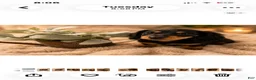 Miniature Dachshund dogs for sale: Tini - Ad 5