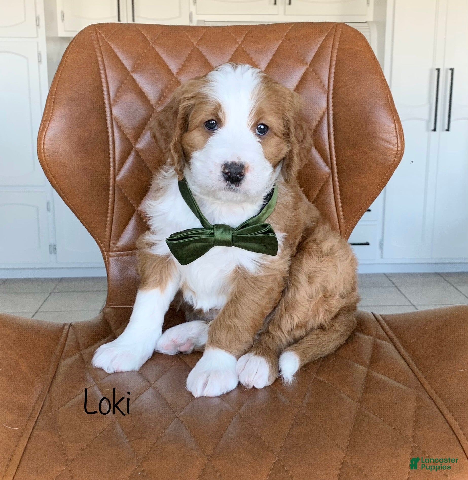Bernedoodle dogs Loki - Ad 1