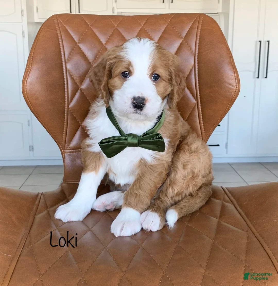 Bernedoodle dogs for sale: Loki - Ad 1