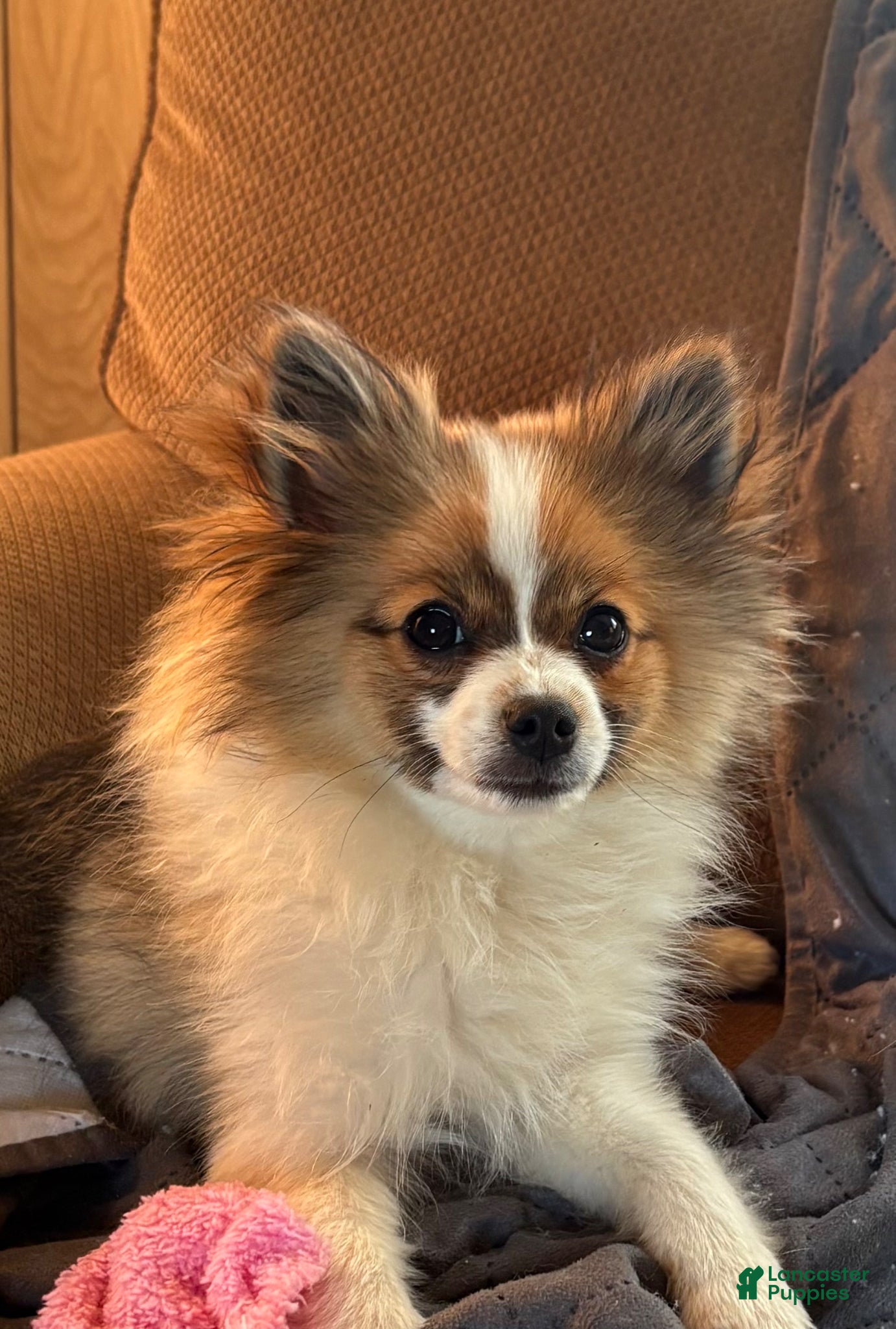 Pomeranian dogs AKC - Meeka  - Ad 2