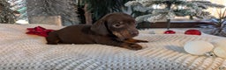 Miniature Dachshund dogs for sale: Izzy - Ad 12