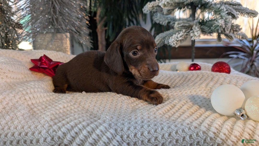 Miniature Dachshund dogs for sale: Izzy - Ad 12