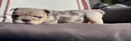 English Bulldog dogs for sale: Dawn - Ad 18