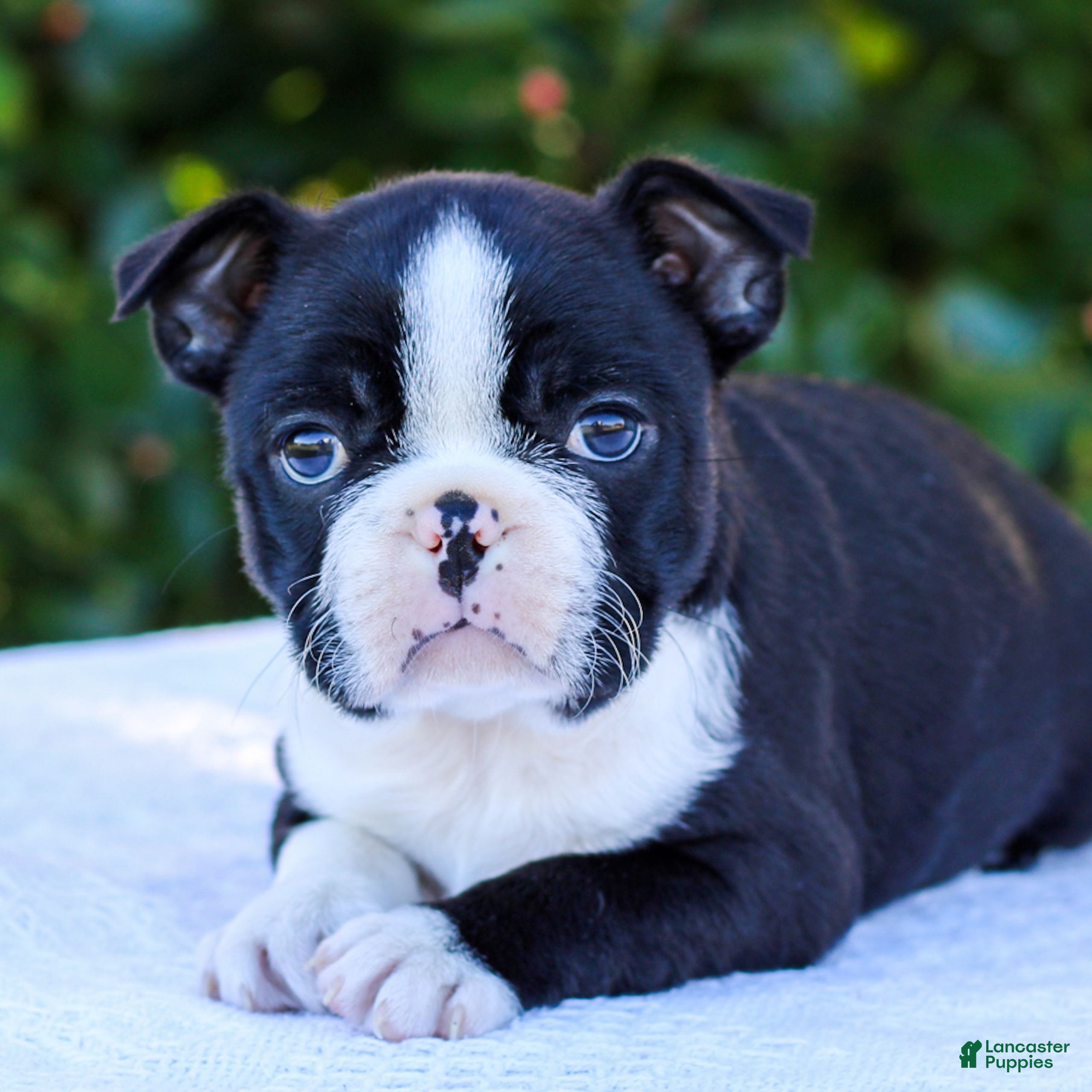 Boston Terrier dogs Ellie  - Ad 24