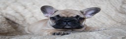 French Bulldog dogs for sale: Rhubarb  AKC - Ad 7