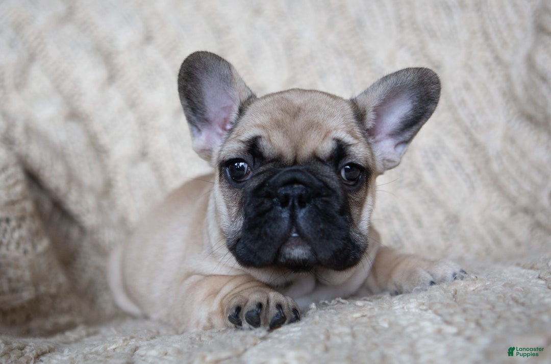French Bulldog dogs for sale: Rhubarb  AKC - Ad 7