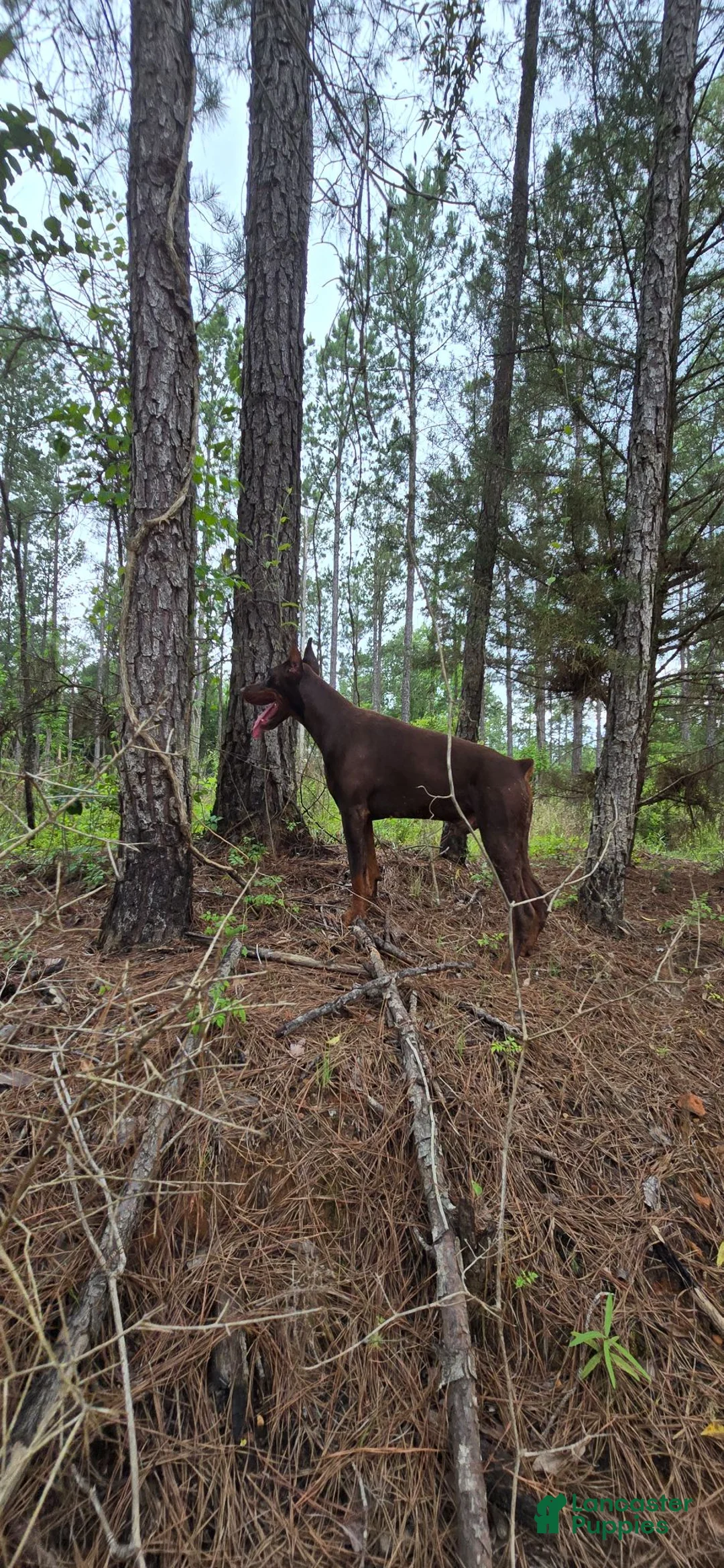 Doberman Pinscher dogs for sale: Copper - Ad 6