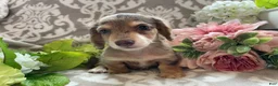Miniature Dachshund dogs for sale: Simba - Ad 2