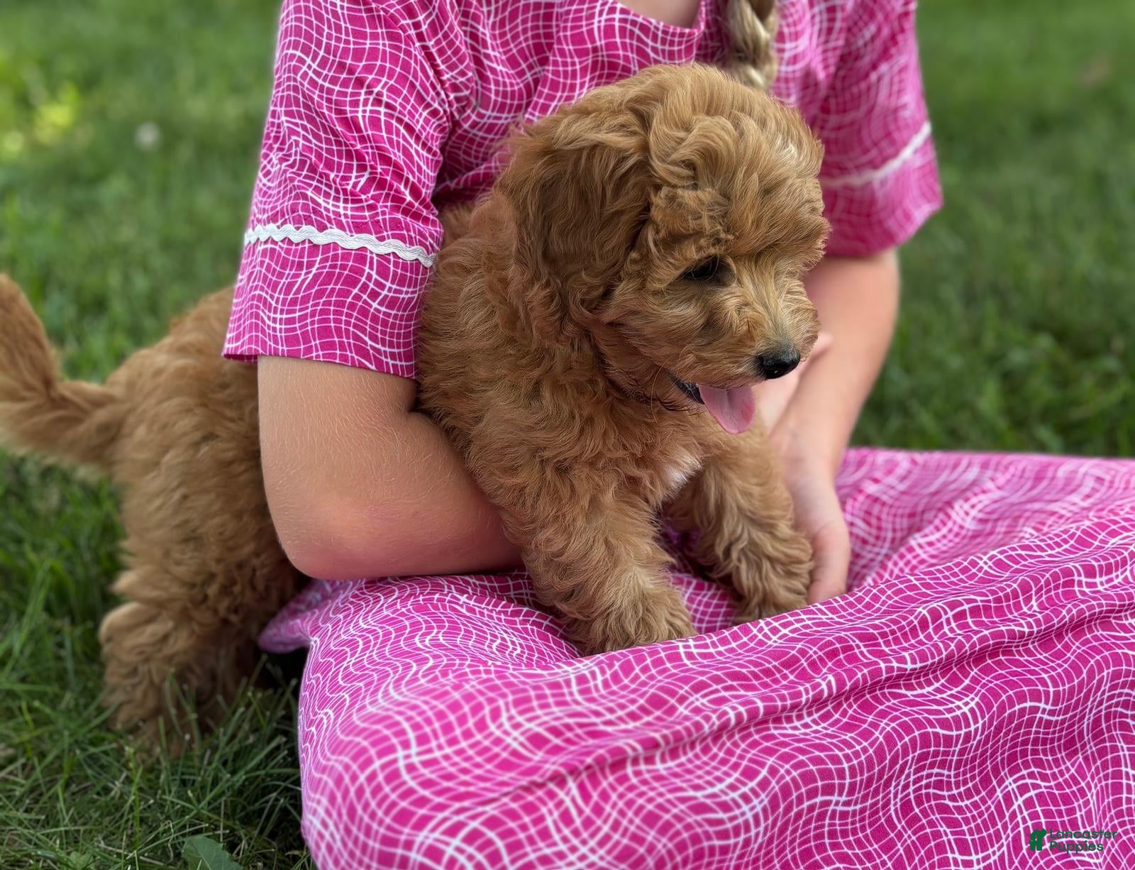 Cavapoo dogs Tulip - Ad 2