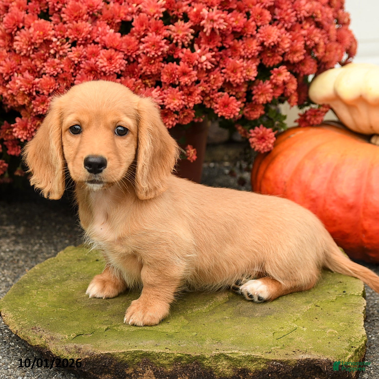 Miniature Dachshund dogs Apple - Ad 1