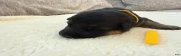 German Shepherd dogs for sale: Yellow Girl - Ad 3