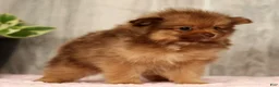 Pomeranian dogs for sale: Nutmeg - Ad 5
