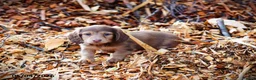 Miniature Dachshund dogs for sale: Diamond - Ad 5