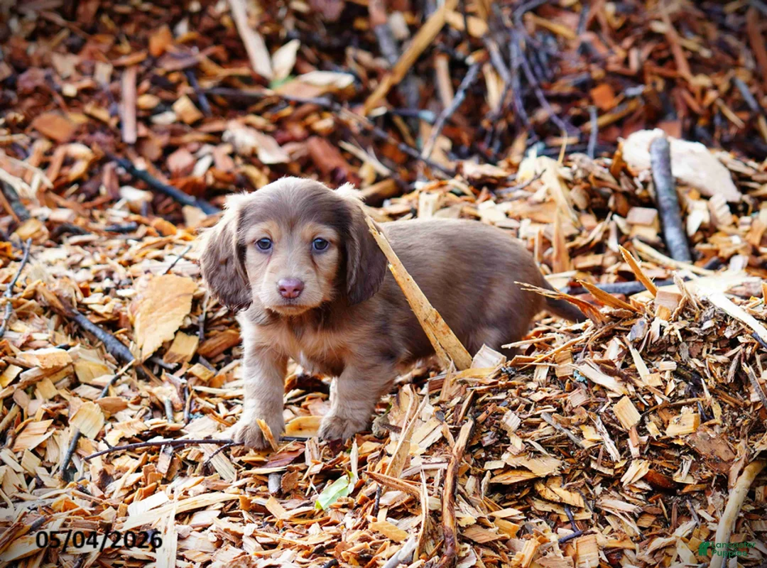 Miniature Dachshund dogs for sale: Diamond - Ad 5