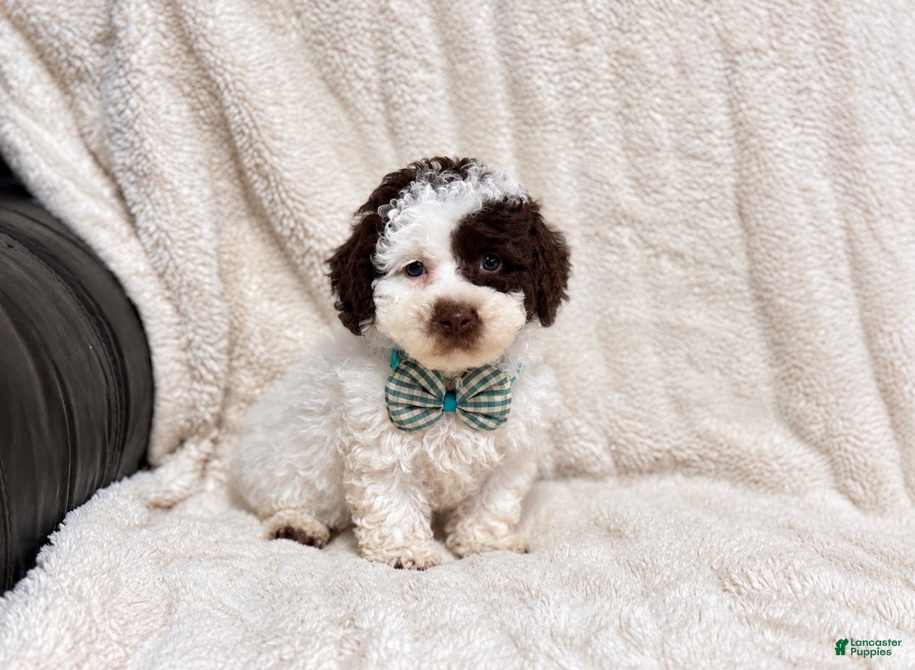 Toy Poodle dogs for sale: Oreo - Ad 35