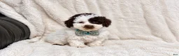 Toy Poodle dogs for sale: Oreo - Ad 1